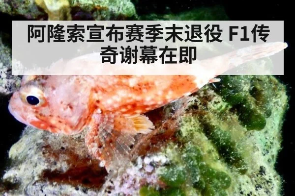 阿隆索宣布赛季末退役 F1传奇谢幕在即